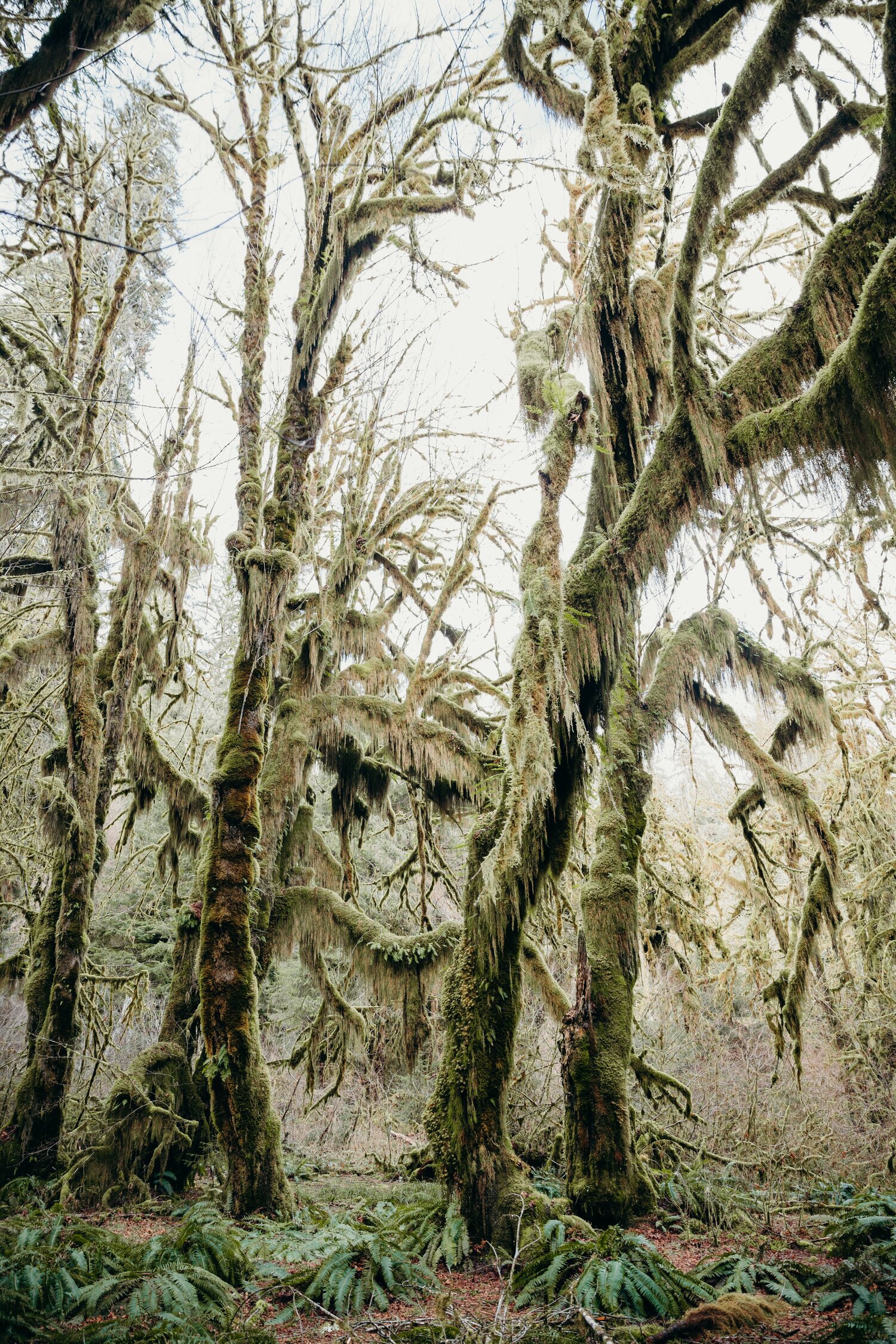 Olympic National Park - I die for this droopy moss.