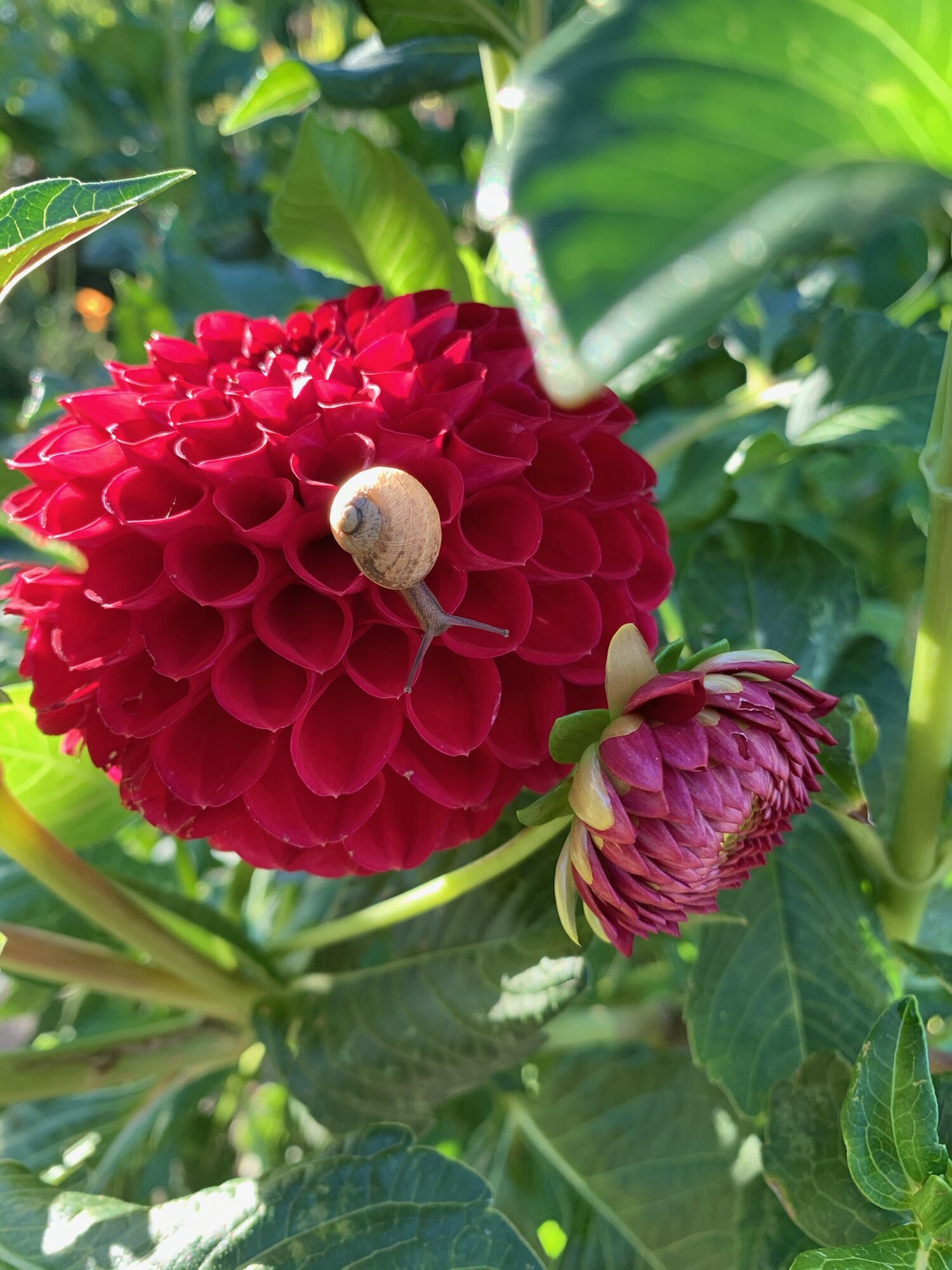 My fiancé took this photo a few weeks ago. An unexpected delight during a daily walk.